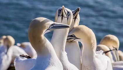 老人去世8套房子4套半给非亲生女儿，三个哥哥不认同引纠纷