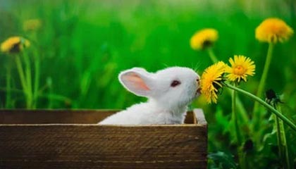 中方表态不到24小时，日本拒绝对华加税，用3个字向特朗普解释