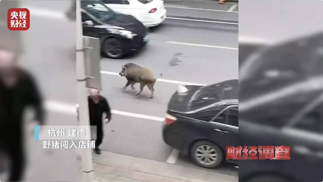 有极强攻击性！警方确认：当场击毙