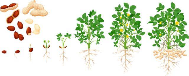 “花生上树”闹剧:AI翻车背后,我们都在弄丢常识?