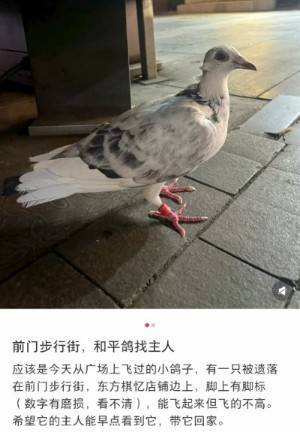 参加九三阅兵的和平鸽工资15元！网友：养鸽千日，用鸽一时