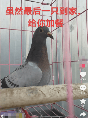 参加九三阅兵的和平鸽工资15元！网友：养鸽千日，用鸽一时