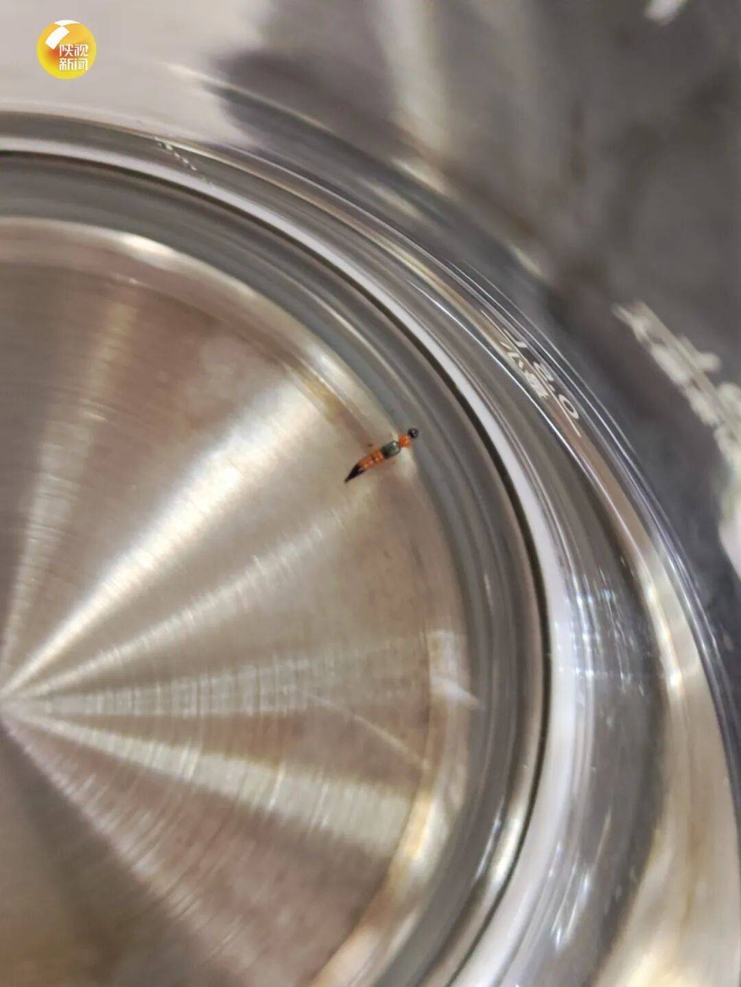 西安多区发现隐翅虫?千万别拍!毒液堪比硫酸