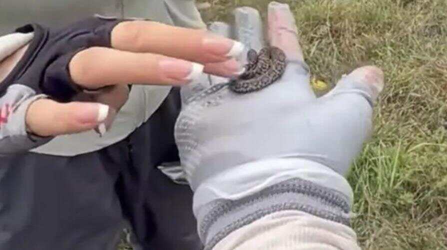 驴友爬山捡幼蛇轮流抚摸,专家:是短尾蝮蛇,毒性强,严重可导致死亡!