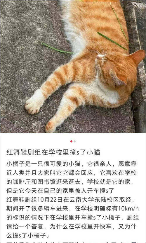 剧组高校内开车撞死流浪猫,校方责任跑不了